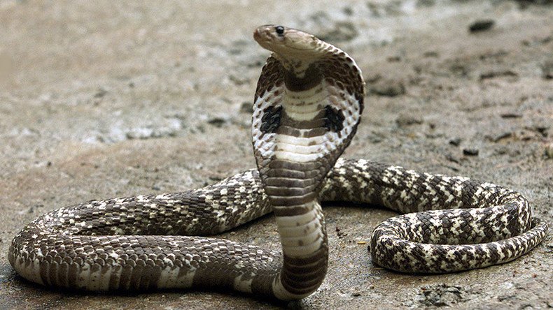 Snake in the grass: Escaped Florida cobra creates online hiss-teria