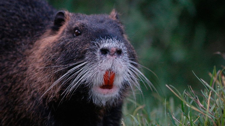 South Korea demands public kill river rats on sight, not eat them