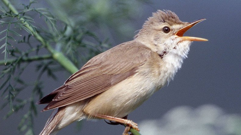 800,000 songbirds illegally killed by poachers on Cyprus military base – RSPB
