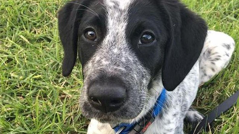 ‘Where’s the tranquilizer gun?’ Outrage as young bomb-detector dog shot dead at airport