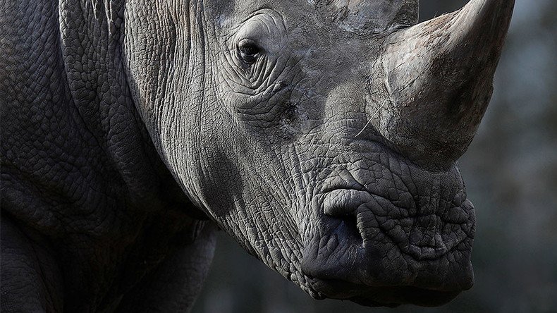 Czech zoo 'to dehorn rhinos' after poachers target animal enclosure in France (PHOTOS)