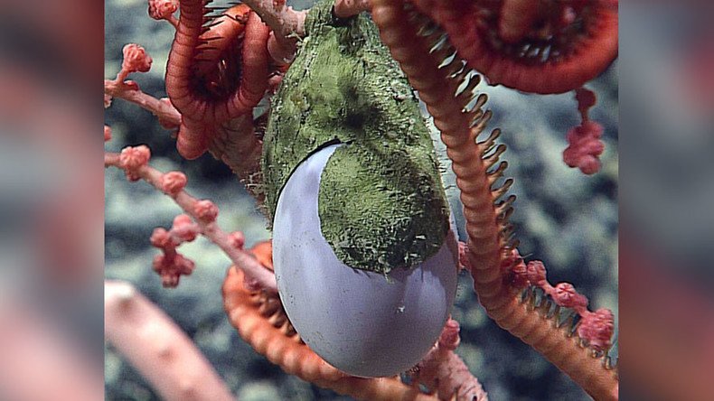 Baffling purple egg-growing plant discovered on deep-sea dive... What is it? (POLL)