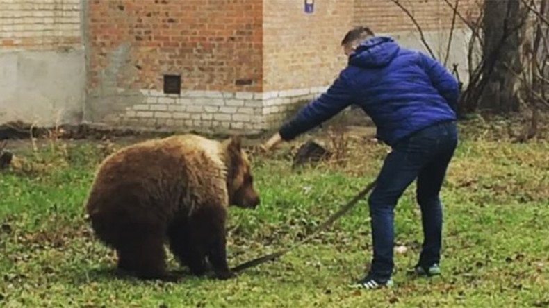 Man casually walks bear in residential area (VIDEO)