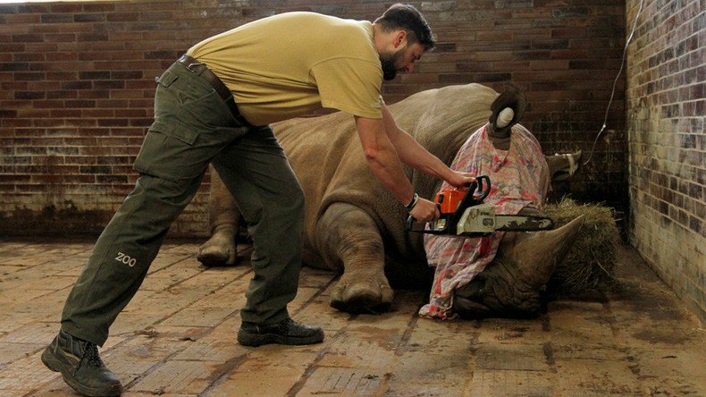 Czech Zoo begins cutting off rhino horns to pre-empt poacher attacks (VIDEO)