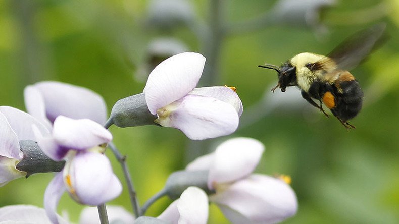 1st bee species officially placed on endangered species list