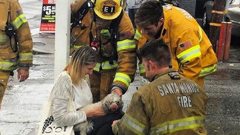 Firefighters rescue dog after 20 minutes of mouth-to-snout resuscitation (PHOTOS, VIDEO)