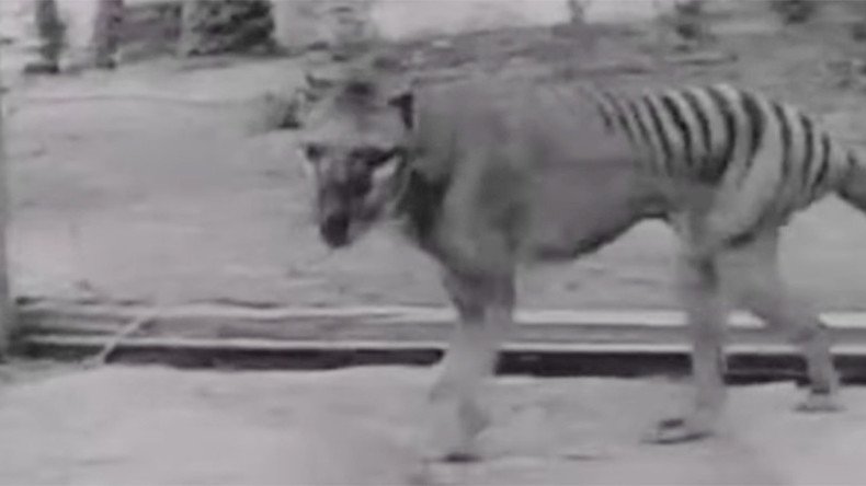 Search is on for the ‘once extinct’ Tasmanian Tiger