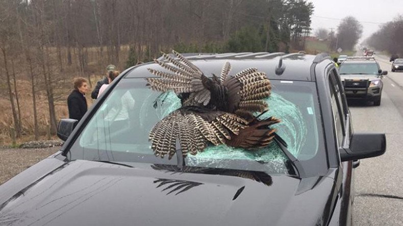 Turkey v SUV: Bird smashes through windshield in high-speed collision (PHOTOS)