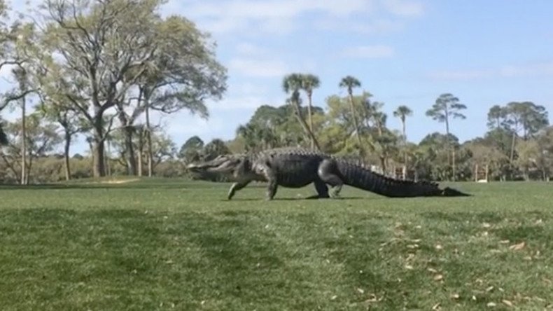 Who’s your caddy? Giant alligator owns round of golf with power strut (VIDEO)