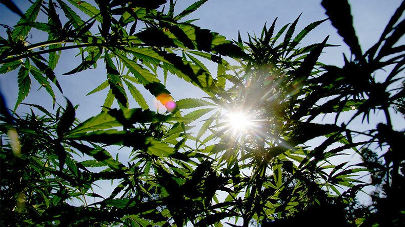 Weed-to-know info: Scientists unlock key to marijuana flavor combinations