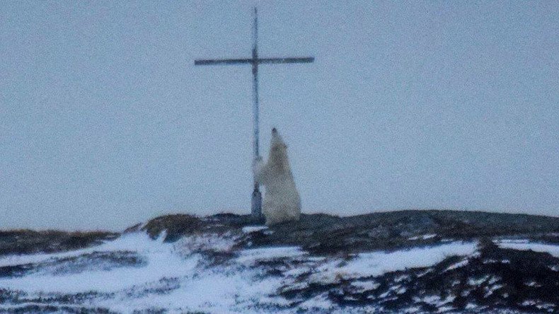 Paws for reflection: Polar bear captured 'praying' next to cross  (PHOTOS)