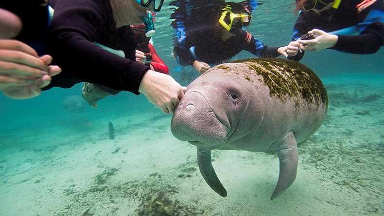 Oh the Hu-Manatee! Sea cows removed from endangered species list, still at risk