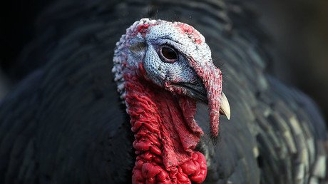 ‘Gobble gobble, toil and trouble’: Turkeys' bizarre dead cat ritual weirds out Twitter (VIDEO, POLL)