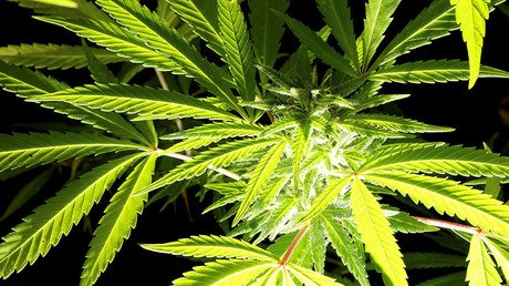 Oxford University to spend millions researching cannabis