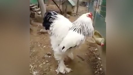 What the pluck? Giant chicken freaks out netizens (VIDEO)