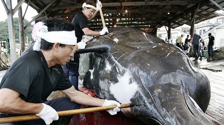 Japan kills 333 whales for 'research purposes' despite intl criticism
