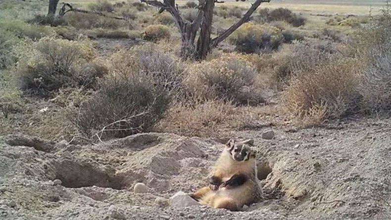 Holy cow: Badger filmed burying entire bovine in the desert (VIDEO)