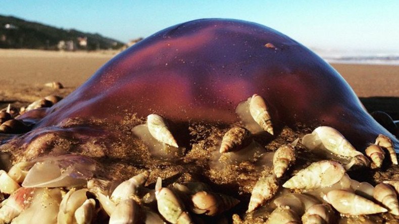 Alien-like sea snails feast on the carcasses of dead blue jellyfish (VIDEO, POLL)