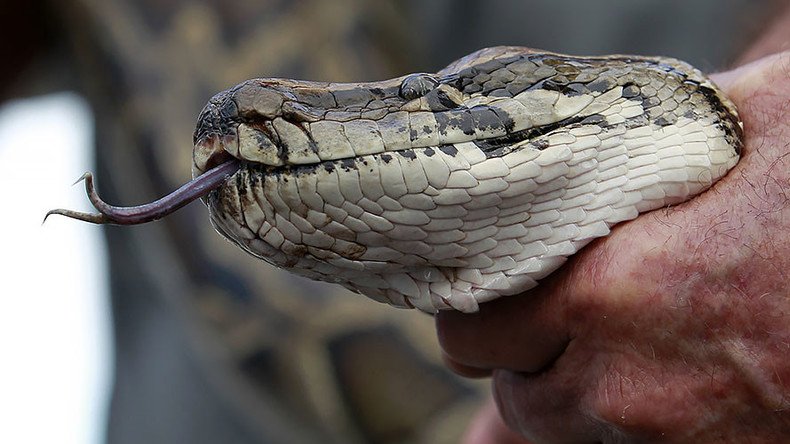 Serpent sins: Man fined $200 for not keeping snakes on a leash