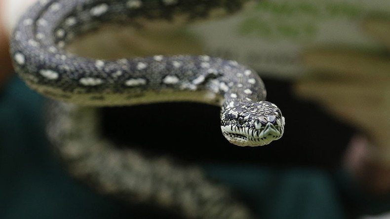 Python goes to rehab: Meth addicted snake ready to re-enter society after ‘drying out’
