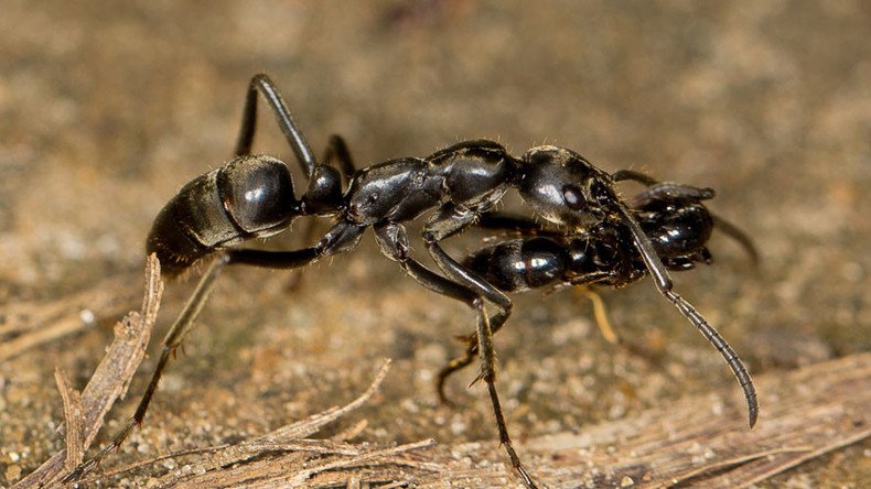 No bug left behind: Ants aid battle-wounded comrades, study says
