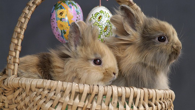 Edmonton couple who refused to tell foster kids Easter Bunny is real feels  vindicated, ready to adopt