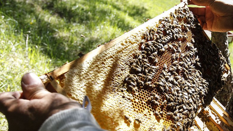 What’s the buzz? Over 1mn bees worth €15,000 stolen in Austria