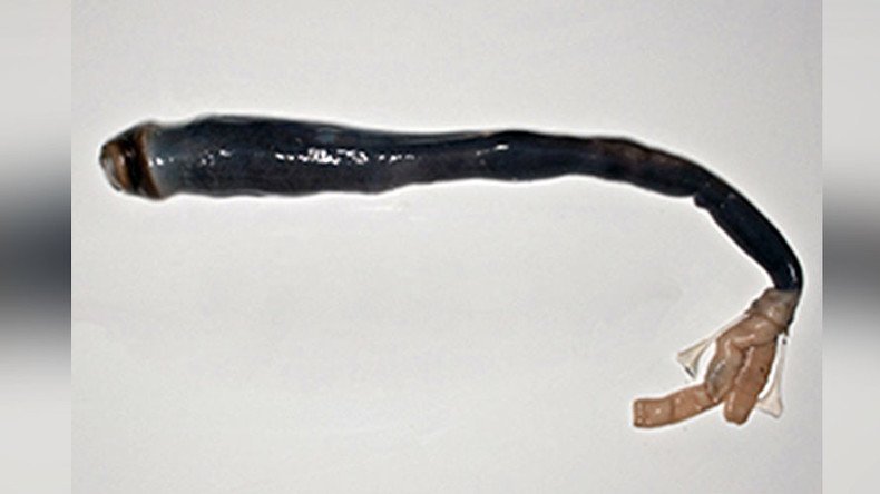 Marvel or monster? Scientists find living specimen of legendary giant shipworm (VIDEO)