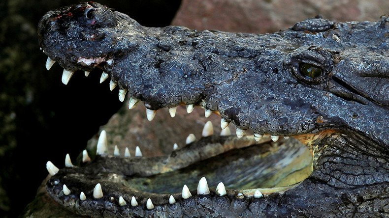 Missing hunter eaten by crocodiles, discovered remains suggest
