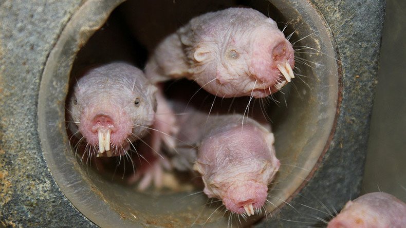 Naked mole-rats can go without oxygen for 18 mins by ‘turning themselves into plants’ – study