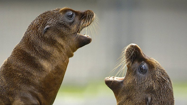 Algae toxin killing marine mammals along California coast