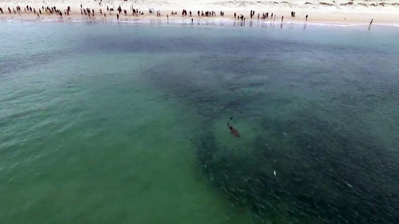 Feeding frenzy: Drone footage shows sharks tucking into some mullet (VIDEO)