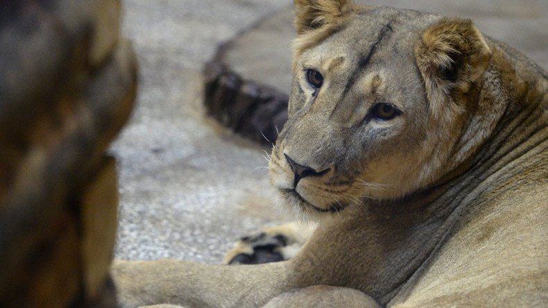 ‘Just a scratch’: Lion attacks 15yo in middle of Russian city