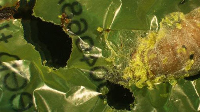 Plastic-eating caterpillar could help solve pollution crisis – study (VIDEO)
