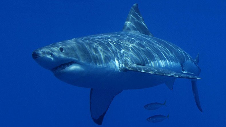 Jaws attacks: Great white shark chows down on carcass of humpback whale (VIDEO)
