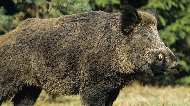 Rampaging wild boars kill 3 ISIS terrorists in Iraq