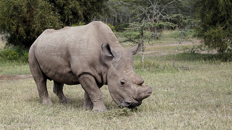 Horny beast joins Tinder to raise awareness for ailing white rhino population 