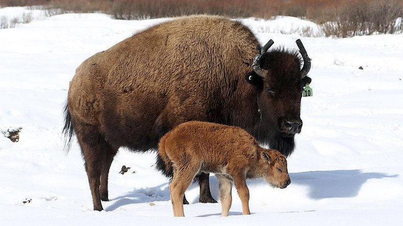 First wild bison calves born at Canadian park after 140 years