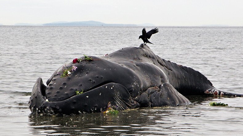 Mysterious spike in humpback whale deaths on Atlantic Coast