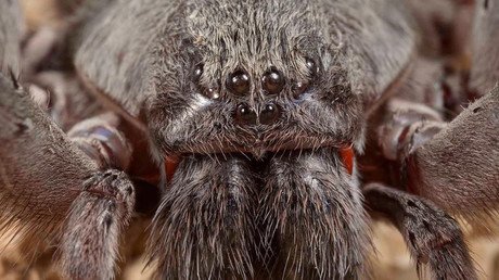 New species of terrifying giant spider discovered in Mexican cave (PHOTOS)