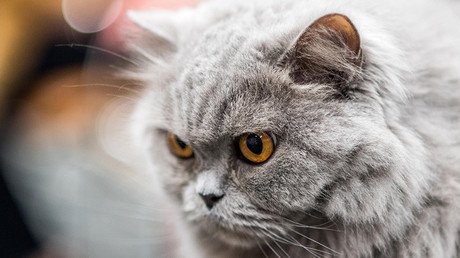 ‘Cat Killer’ becoming ‘more brazen’ as 3 bodies discovered in Hampshire 