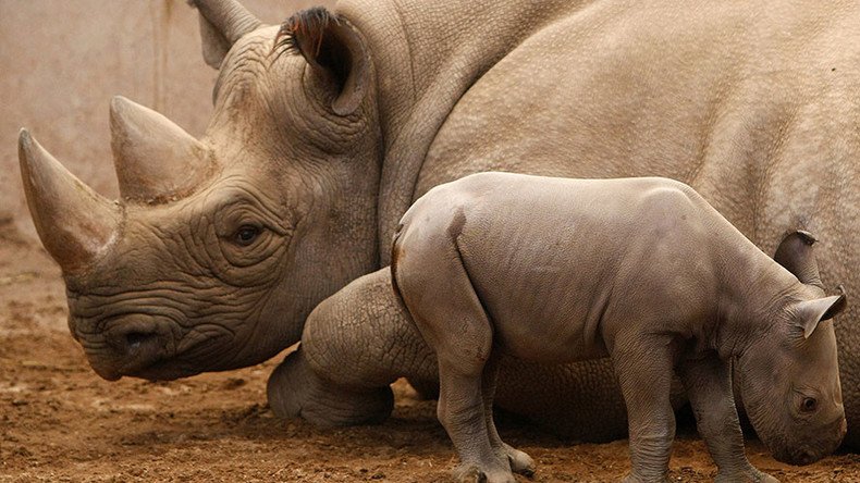 'Critically endangered' black rhinos back in Rwanda after 10 years