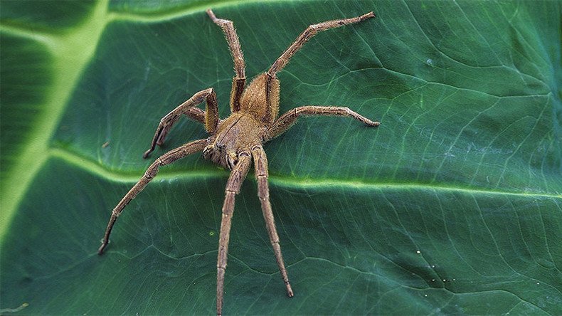 Swarm of deadly spiders crawl from banana, forcing mother & baby from home