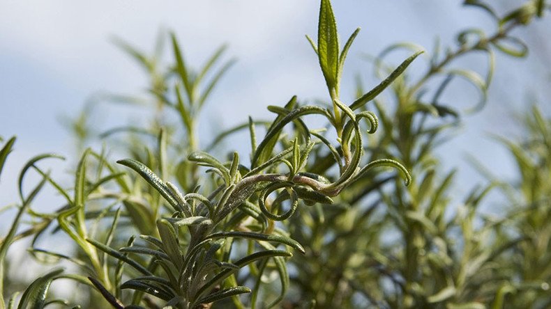 Whiff of rosemary helps you score better in exams – study