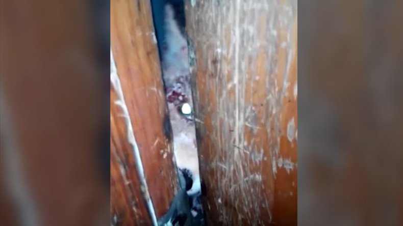 What the fox? Zombie-looking predator gnaws its way into a Russian home (VIDEO)