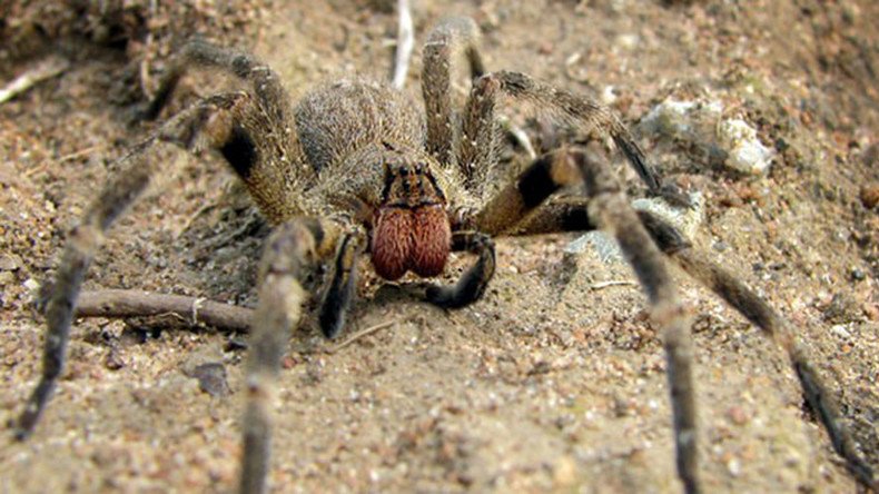 Potential erectile dysfunction cure discovered in venom of lethal Brazilian spider (VIDEO)