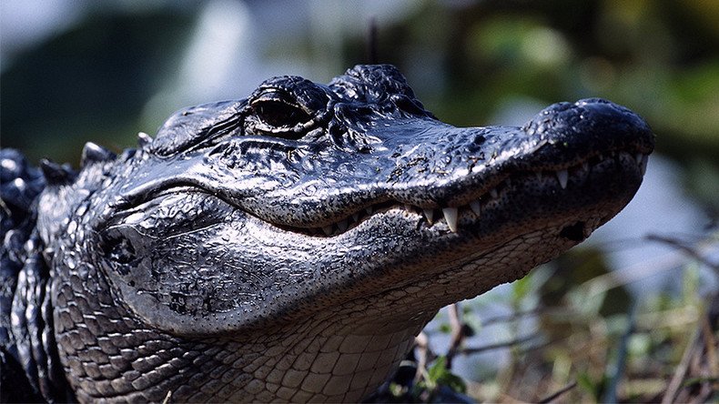 10yo girl beats 8ft alligator by gouging its nostrils