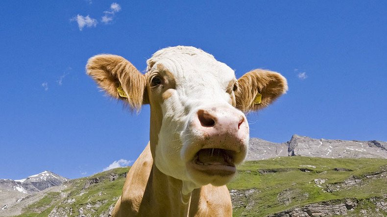 Police launch helicopter hunt for cow sex attacker
