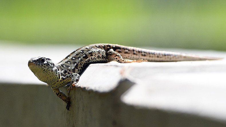 Thousands of lizards bring German rail project to screeching halt