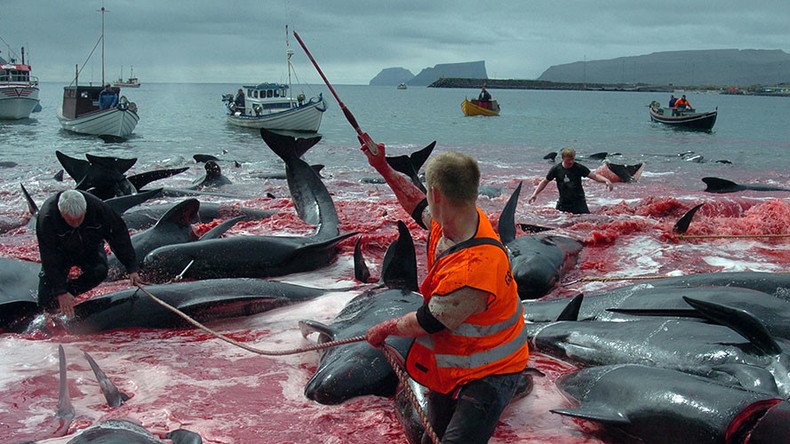 EU should hold Denmark accountable for Faroe Island ‘whale slaughter’ - activists
